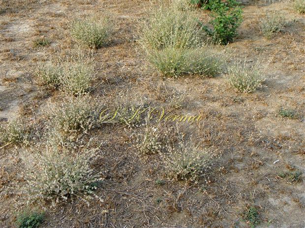  Plants